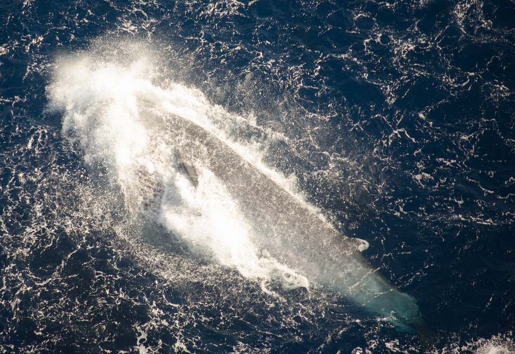 Bryde's Whale taken by biggles621